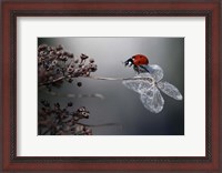 Framed Ladybird On Hydrangea