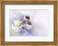 Framed Ladybirds