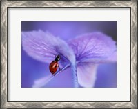 Framed Ladybird On Purple Hydrangea