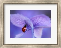 Framed Ladybird On Purple Hydrangea