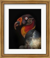 Framed King Vulture-Sarcoramphus Papa
