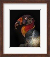 Framed King Vulture-Sarcoramphus Papa