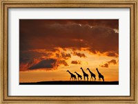 Framed Five Giraffes