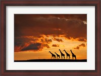 Framed Five Giraffes