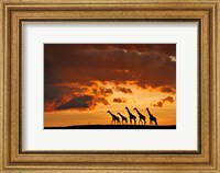 Framed Five Giraffes