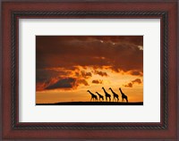 Framed Five Giraffes