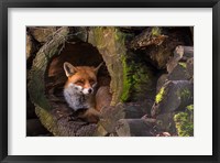 Framed Fox