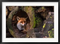 Framed Fox