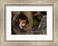 Framed Fox