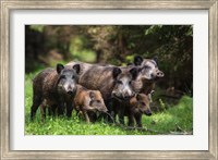 Framed Wild Boar Family