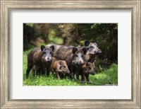 Framed Wild Boar Family