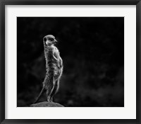 Framed Meerkat