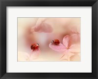 Framed Ladybirds On Pink Hydrangea