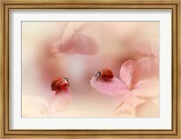 Framed Ladybirds On Pink Hydrangea