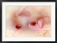 Framed Ladybirds On Pink Hydrangea