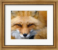 Framed Foxy Lady