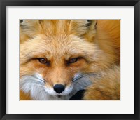 Framed Foxy Lady