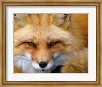Framed Foxy Lady