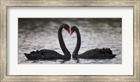 Framed In Love Black Swans