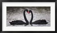 Framed In Love Black Swans