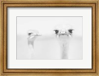 Framed Funny Ostrich