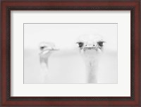 Framed Funny Ostrich