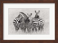 Framed Zebras