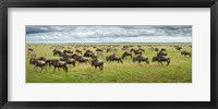 Framed Great Migration In Serengeti Plains