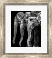 Framed Nature's Great Masterpiece, An Elephant