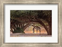 Framed Giraffe - Namibia