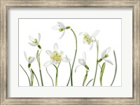 Framed Spring Snowdrops