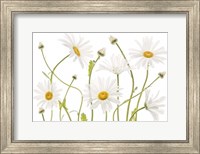 Framed Ox Eye Daisies