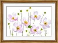 Framed Japanese Anemones