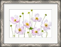 Framed Japanese Anemones