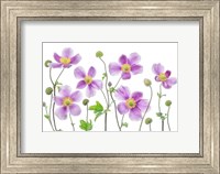 Framed Anemone Japonica