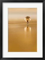 Framed Dunlin Reflection