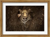 Framed Leopard Resting On A Tree At Masai Mara