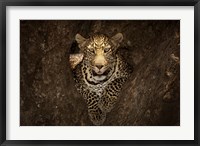 Framed Leopard Resting On A Tree At Masai Mara