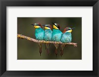 Framed Bee-Eater Resting