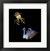Framed Sea Jewels