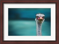 Framed Ostrich Protecting Two Poor Chicken From The Wind