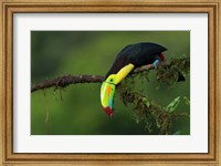 Framed Colors Of Costa Rica