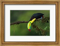 Framed Colors Of Costa Rica