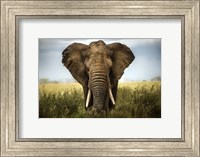 Framed Encounters In Serengeti