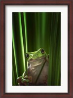 Framed Green Frog