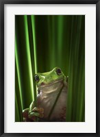Framed Green Frog