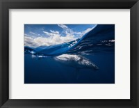 Framed Humpback Whale And The Sky