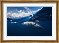 Framed Humpback Whale And The Sky