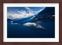 Framed Humpback Whale And The Sky