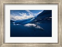 Framed Humpback Whale And The Sky